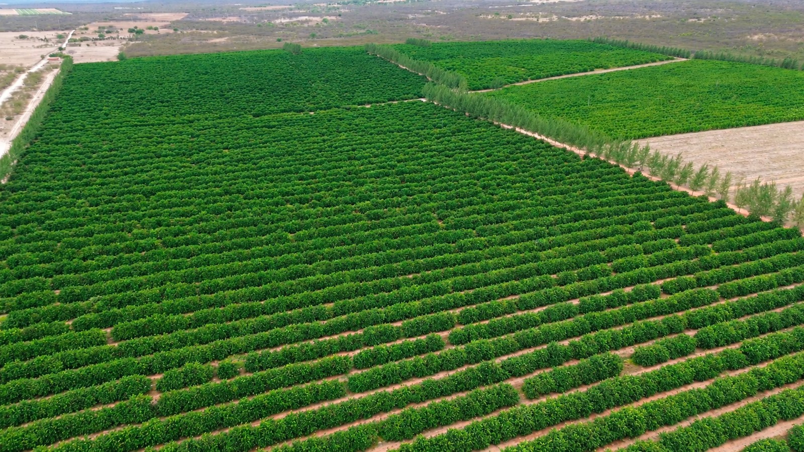 Vista aérea do pomar — setembro de 2026.